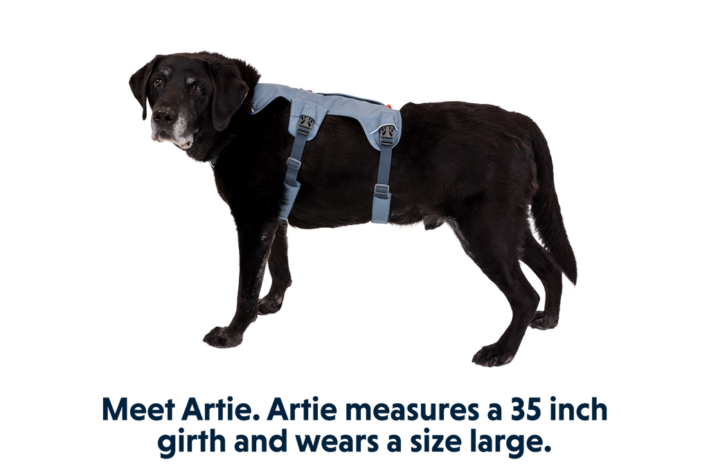 Web Master™ Dog Harness