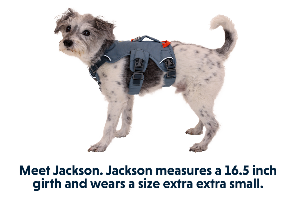 Web Master™ Dog Harness