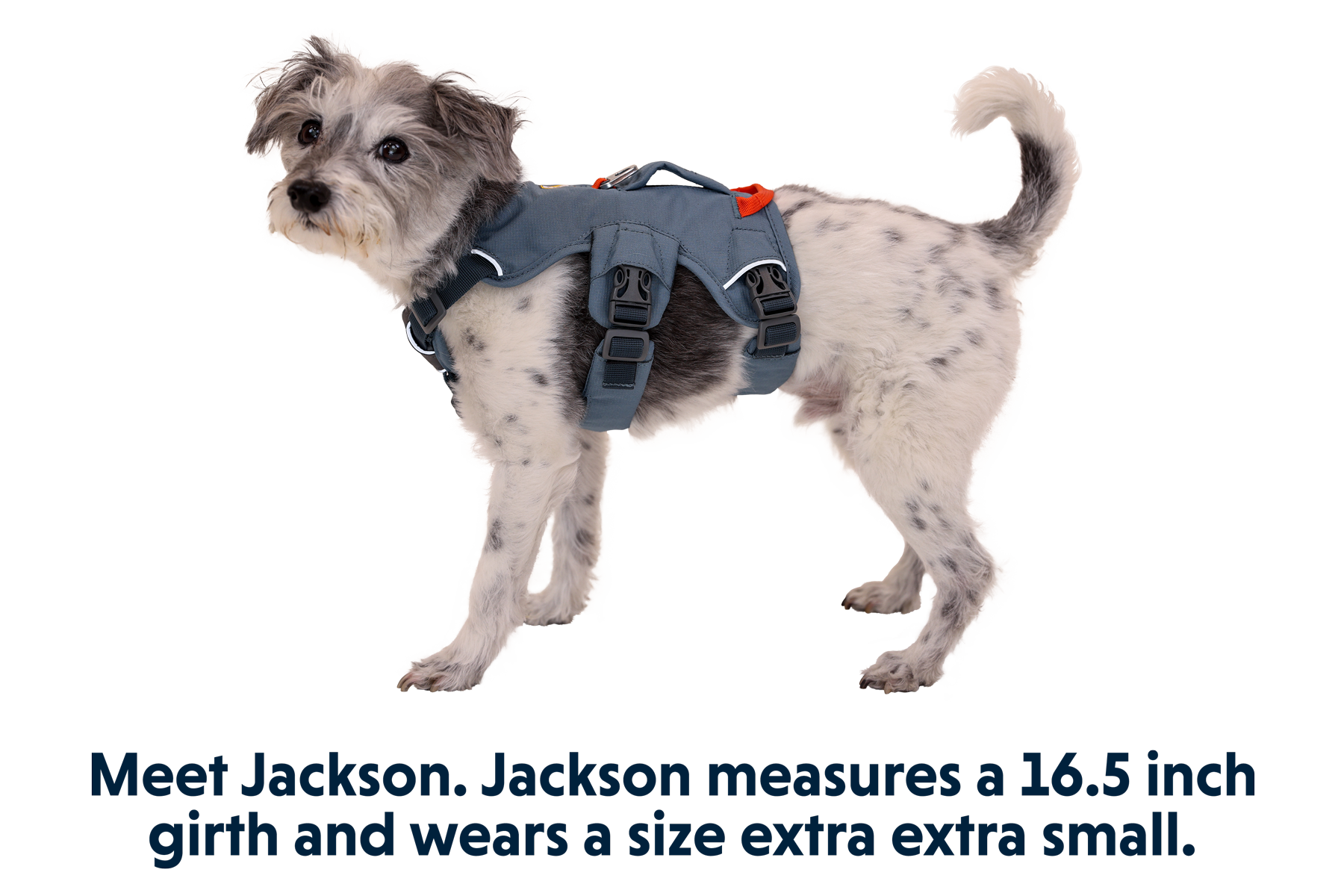 Web Master™ Dog Harness