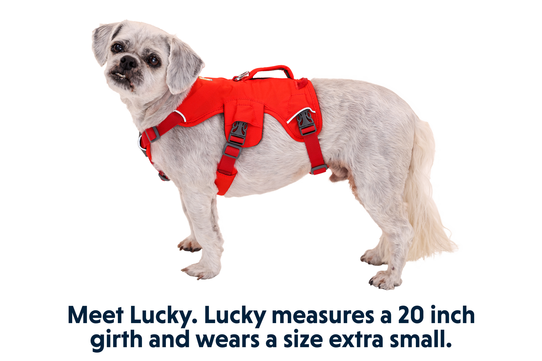 Web Master™ Dog Harness