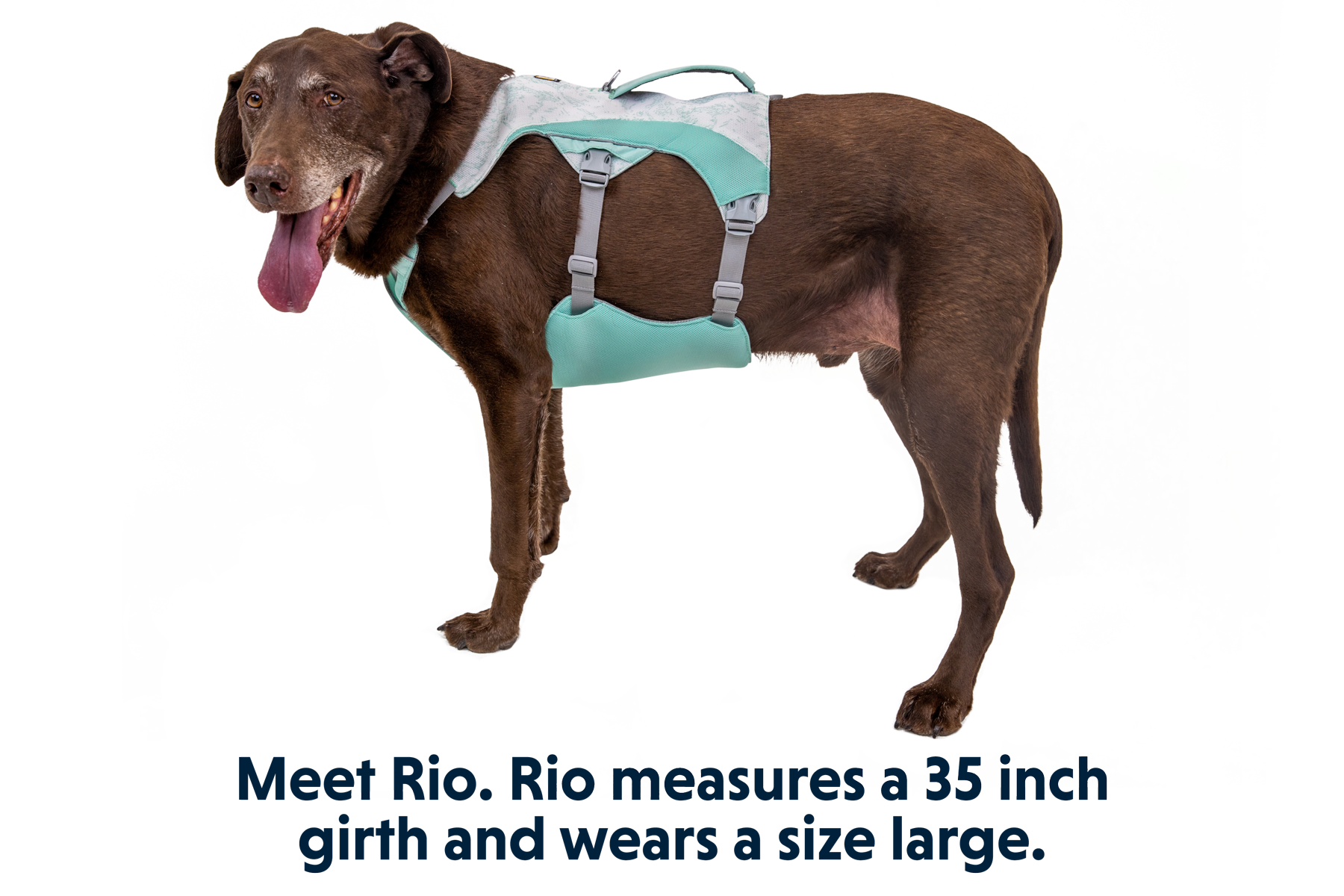 Swamp Cooler™ Dog Cooling Harness