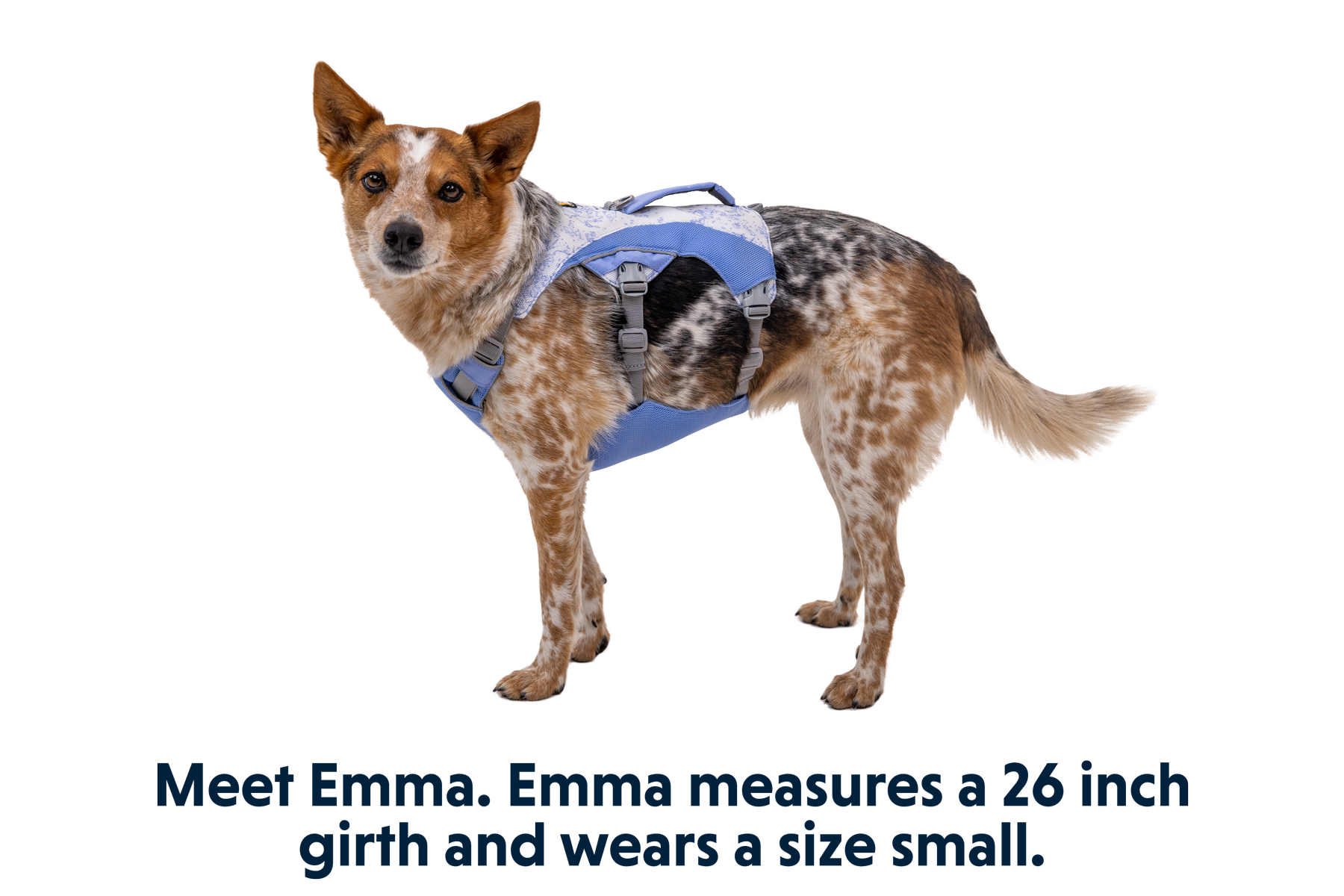 Swamp Cooler™ Dog Cooling Harness