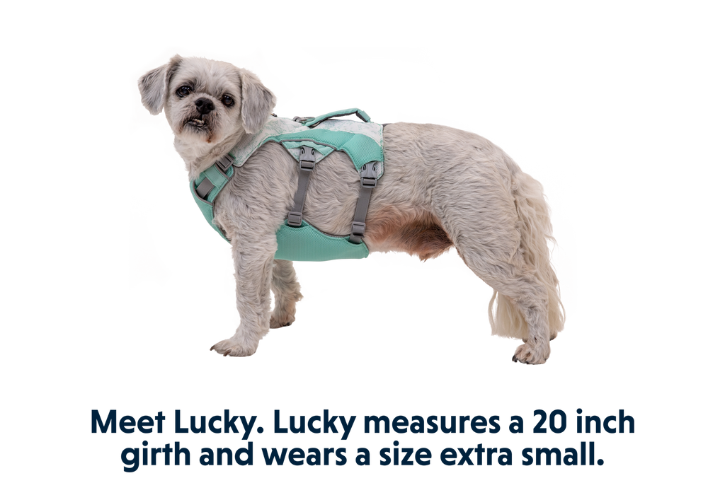 Swamp Cooler™ Dog Cooling Harness