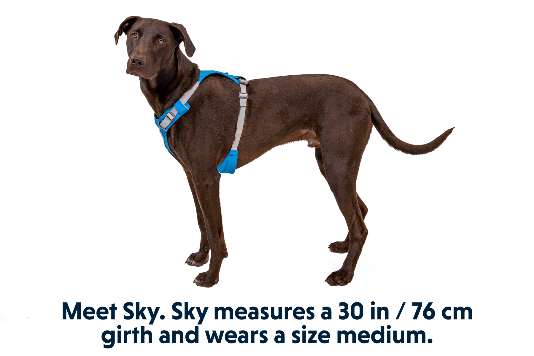 Hi & Light™ Lightweight Dog Harness