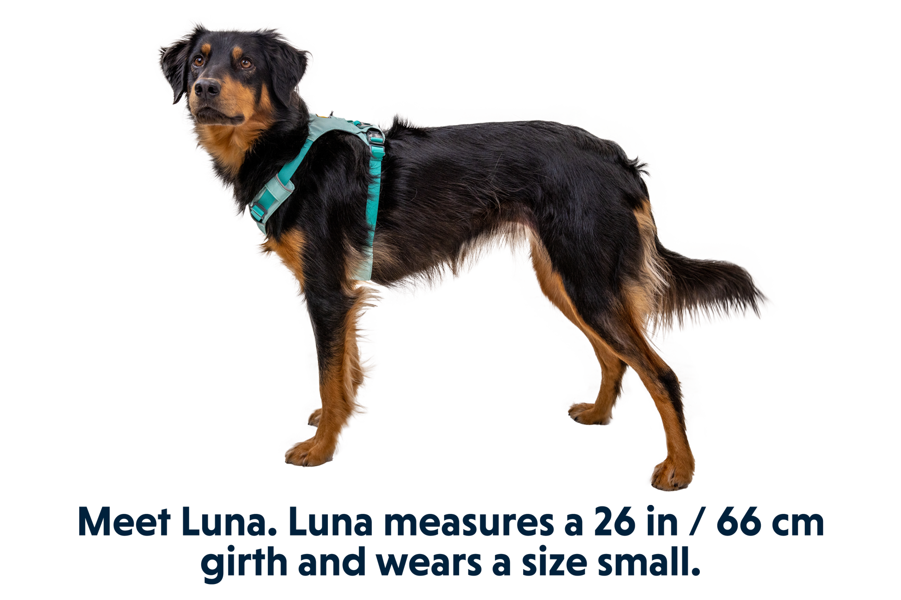 Hi & Light™ Lightweight Dog Harness