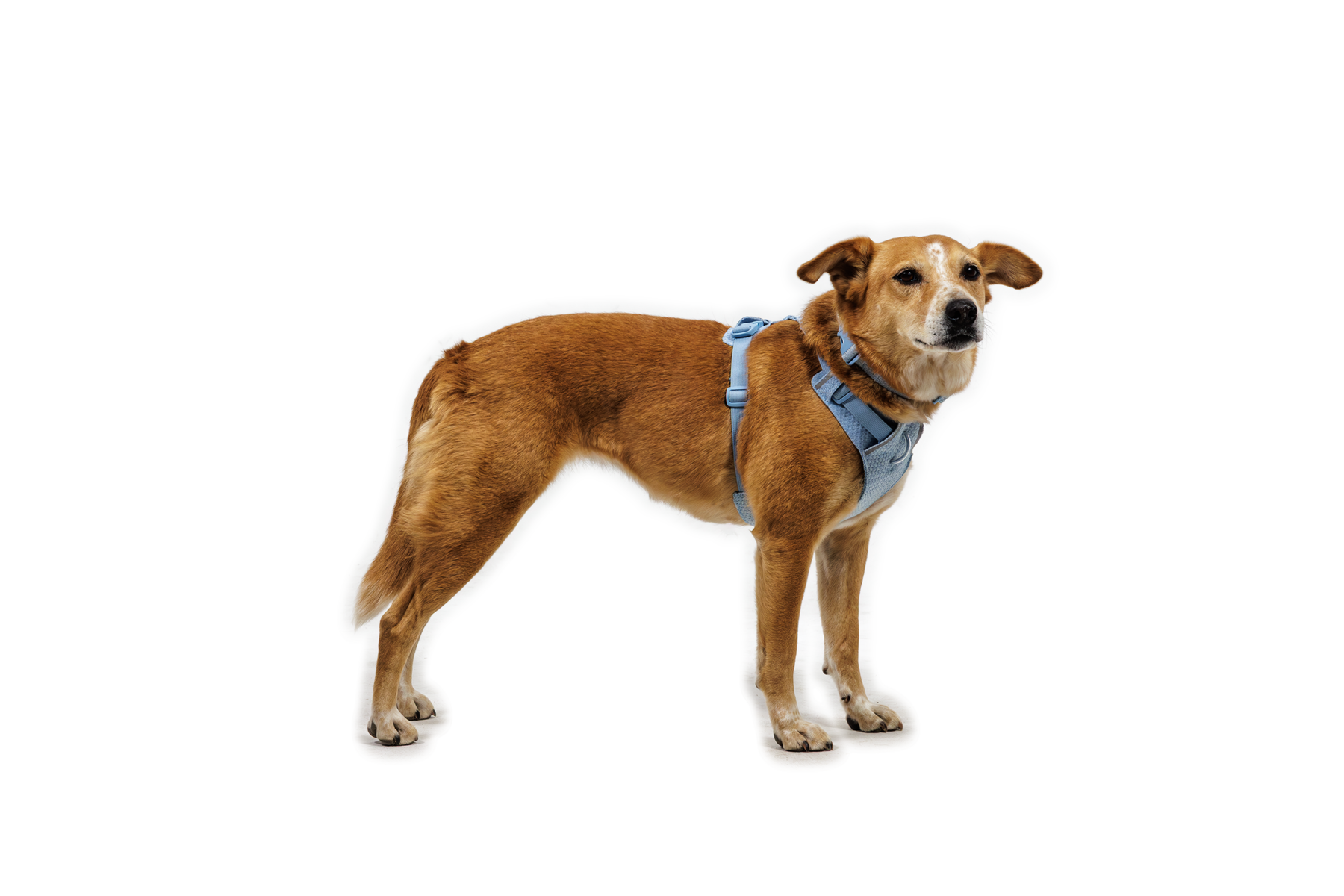 Front Range® Flex Harness